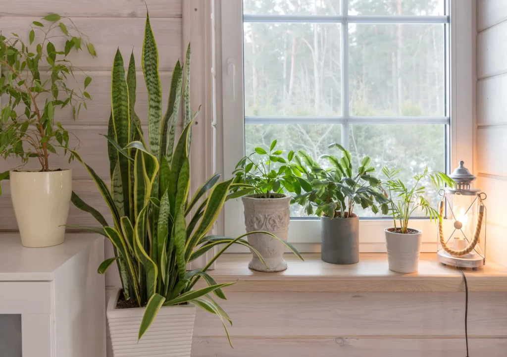 Foto de cinco plantas em diferentes modelos de vasos.