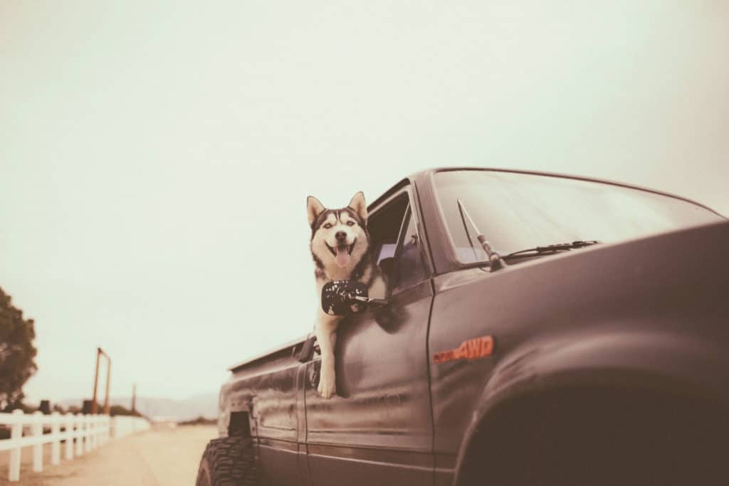 Viagem de carro com cachorro
