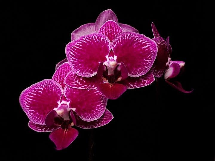 Como cuidar de orquídeas em apartamento