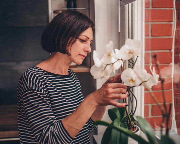 Como cuidar de orquídeas em apartamento