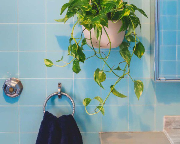 Plantas em banheiros - Botânica e Tal