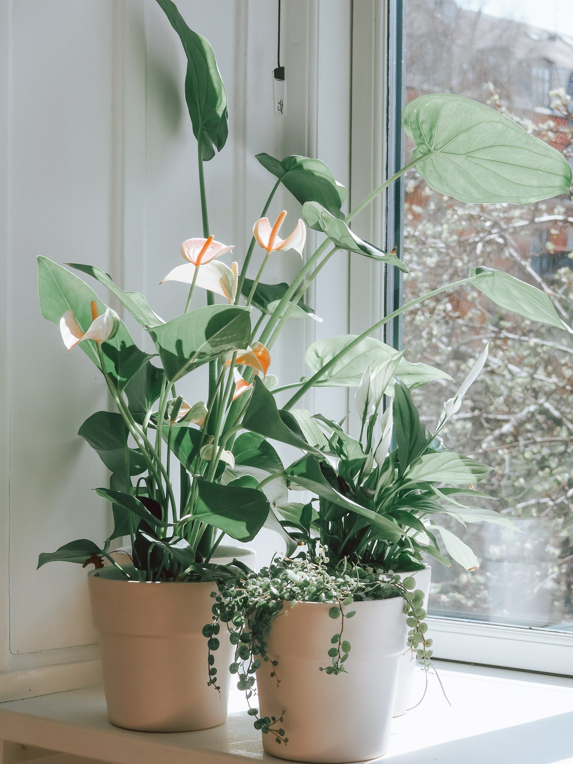 Imagem de dois vasos de planta na janela da espécie Lírio da Paz. 