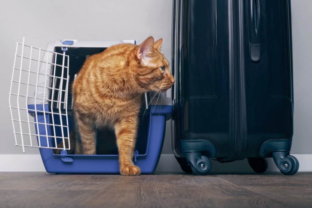 gato saindo da caixinha com malas ao fundo