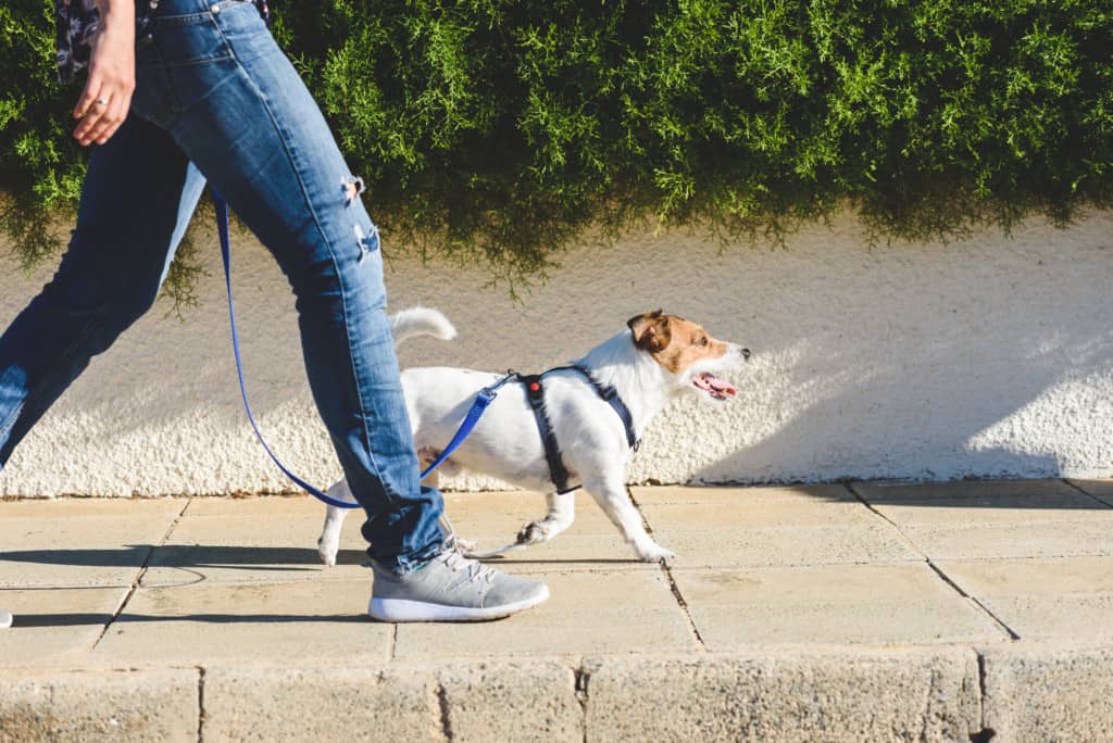 cachorro branco e caramelo passeando na rua com alguém segurando a coleira
