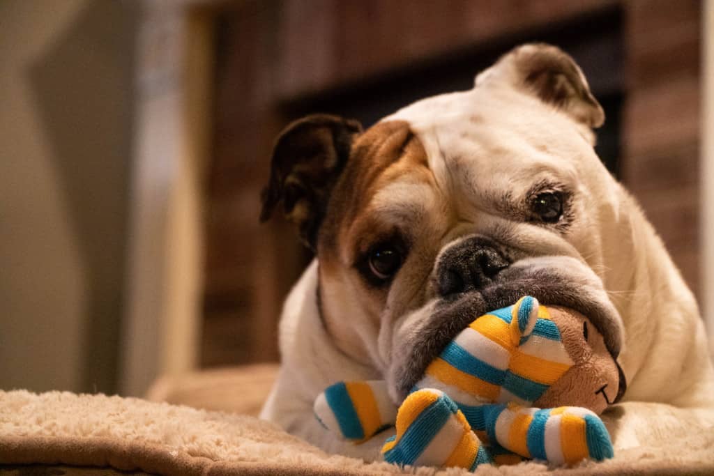 Foto que ilustra stories sobre como organizar a casa para viajar mostra uma cachorro com seu brinquedinho