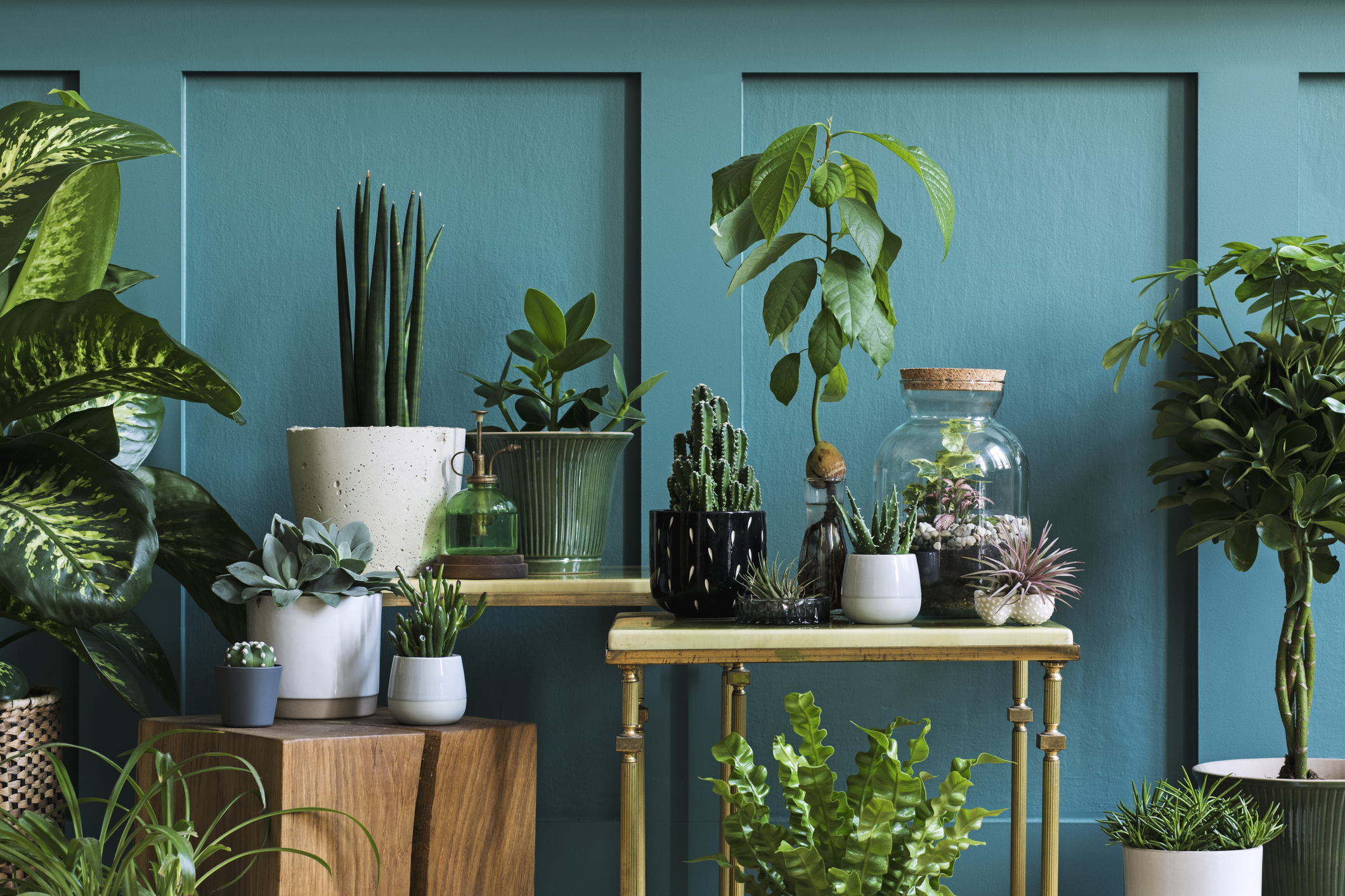 Mix de plantas de diversas espécies em uma parede azul e itens decorativos para apoiar os vasos. 