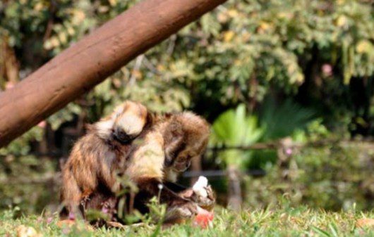 Filhote de macaco-prego-do-peito-amarelo nascido no Parque Ecológico de Americana. (Marilia Pierre)