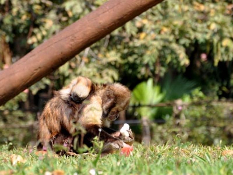 Filhote de macaco-prego-do-peito-amarelo nascido no Parque Ecológico de Americana. (Marilia Pierre)