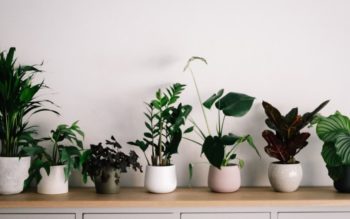 vasos, em cima de uma bancada, mostram 7 vasos com plantas diferentes