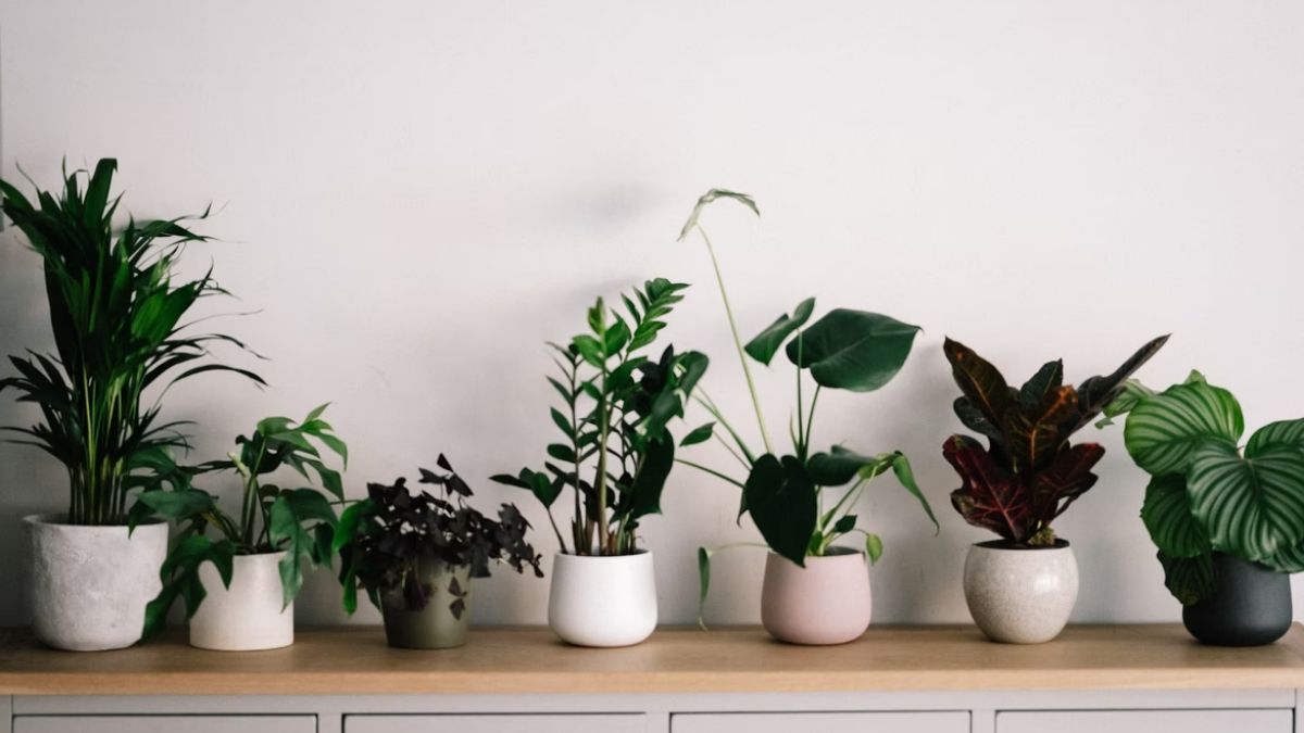 10 Plantas de Sombra Para ter Dentro de Casa