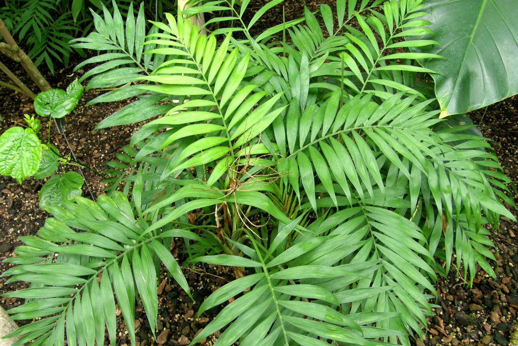 Folhas verdes da Camedorea Elegante
