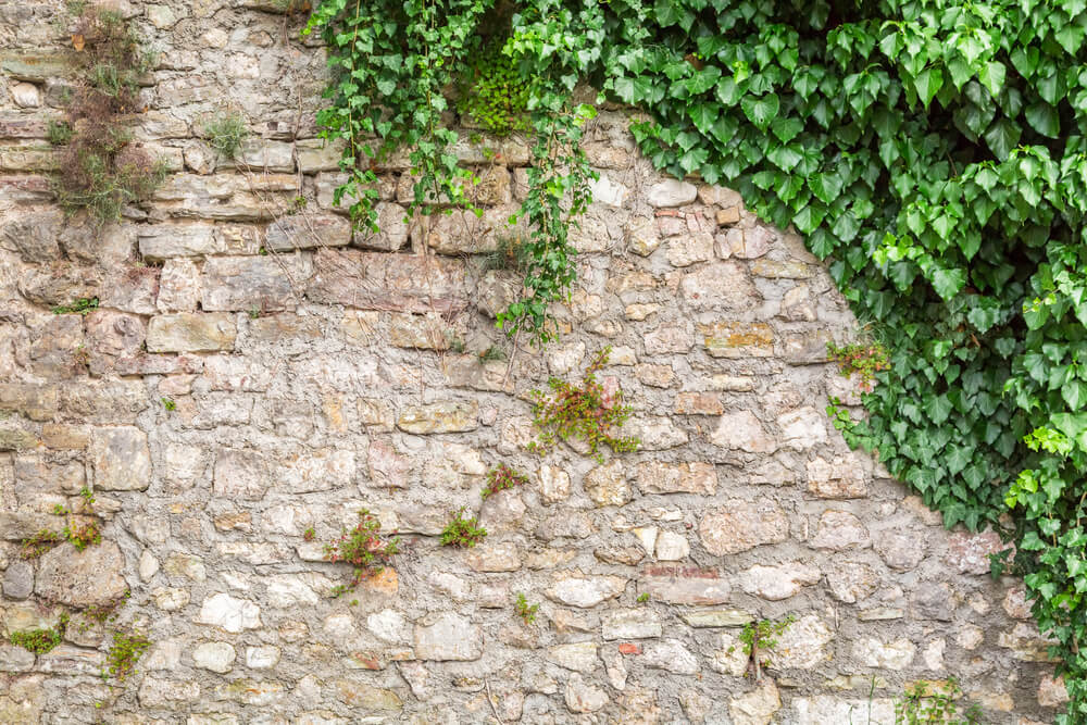 Plantas pendentes: imagem mostra um muro com uma parte coberta de plantas do tipo hera.