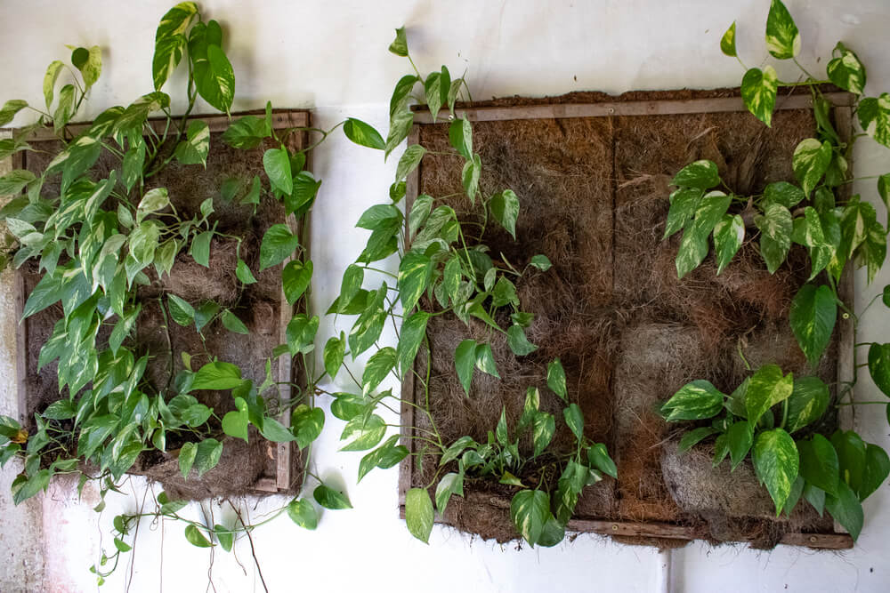 Plantas pendentes: imagem mostra algumas plantas do tipo jiboia presas a uma parede.