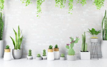 Foto mostra vasos de cimento de diferentes tamanhos e formas, com diferentes tipos de plantas, posicionados em um chão branco e diante de uma parede de tijolos brancos.