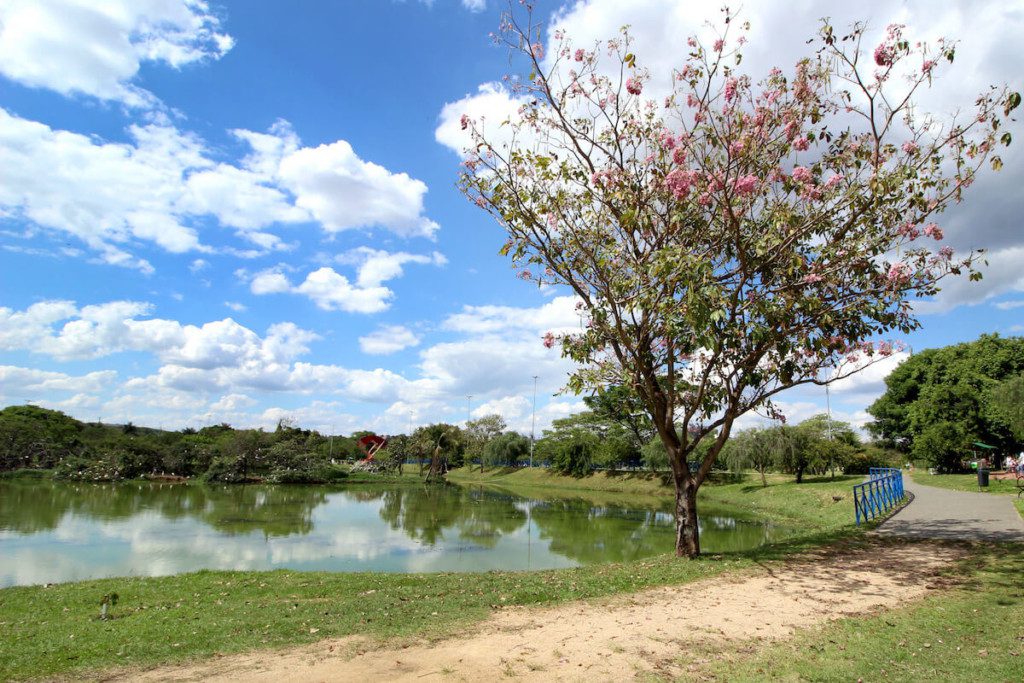 Foto que ilustra matéria sobre parques  em sorocaba mostra a vista do parque das aguas com um lago e uma arvore