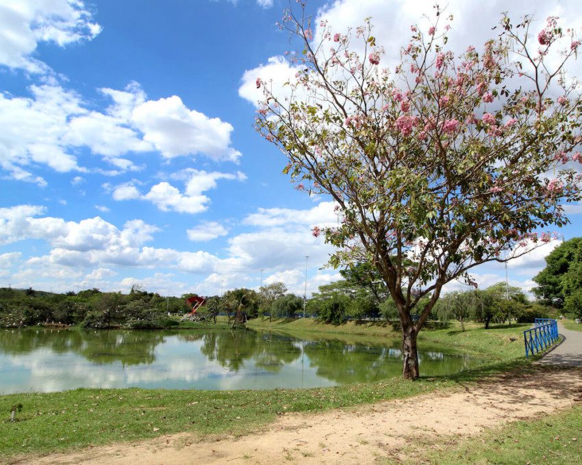 Foto que ilustra matéria sobre parques em sorocaba mostra a vista do parque das aguas com um lago e uma arvore