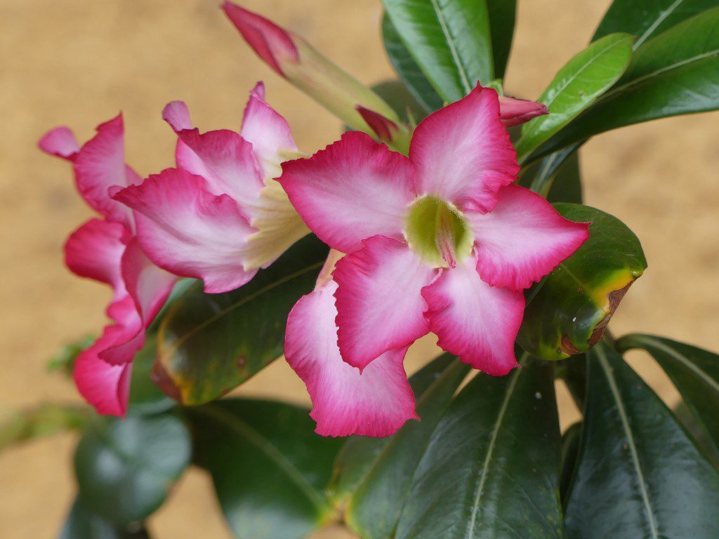  Imagem centralizada na planta rosa do deserto com uma folhagem verde e as pétalas rosa com branco.