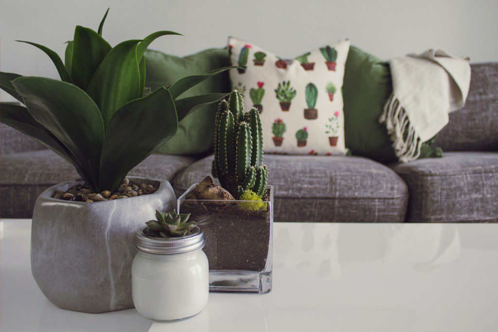 Foto que ilustra matéria sobre como plantar suculentas mostra três vasos de suculentas em primeiro plano em cima de uma mesa branca, com um sofá cinza ao fundo e almofadas estampadas