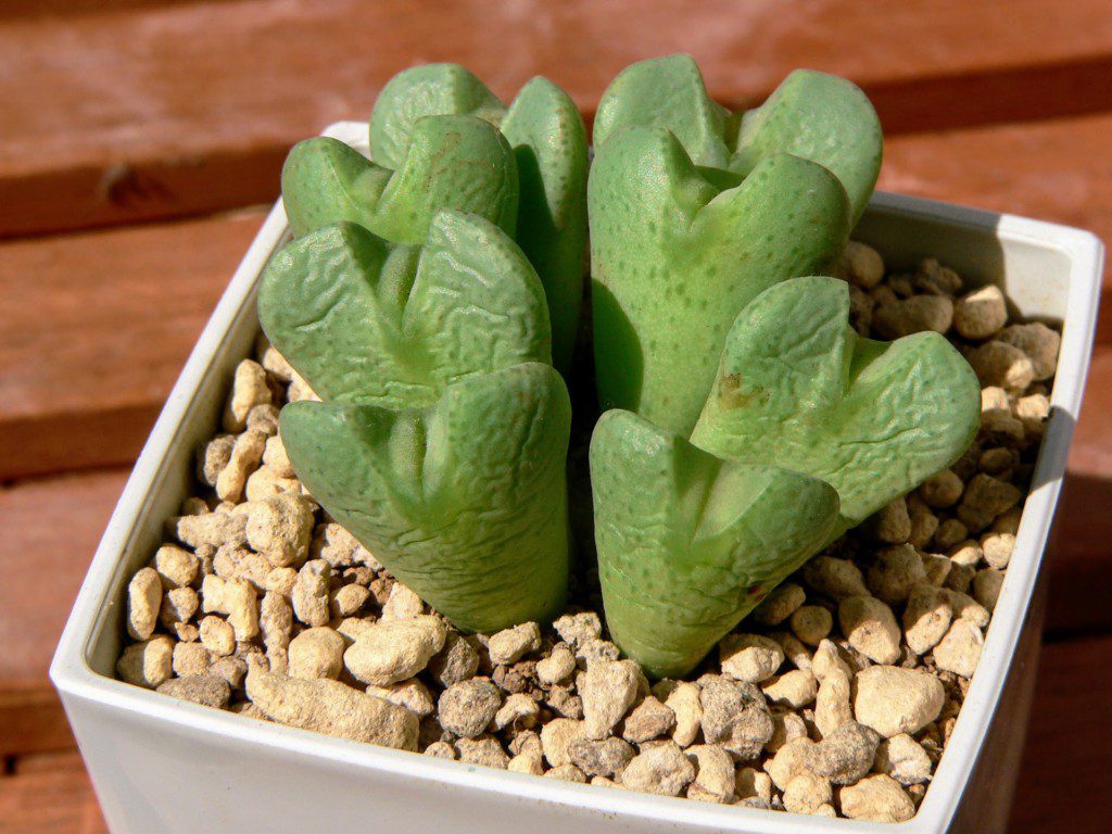 Imagem da planta suculenta coração verde plantada em um pequeno vaso branco.
