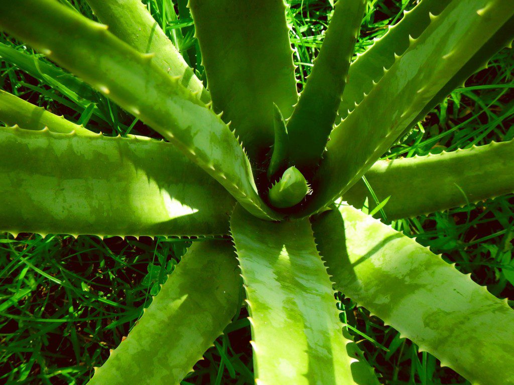 Imagem de planta barbosa totalmente verde. A imagem está focada na planta babosa, revelando detalhes de sua forma.