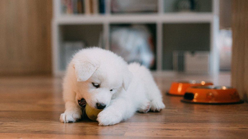 cãozinho branco mordendo uma bolinha com vasilha de comida atrás
