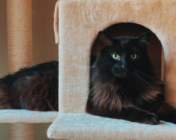 gato preto deitado em um brinquedo com entrada e saída, capa do conteúdo sobre casa gatificada
