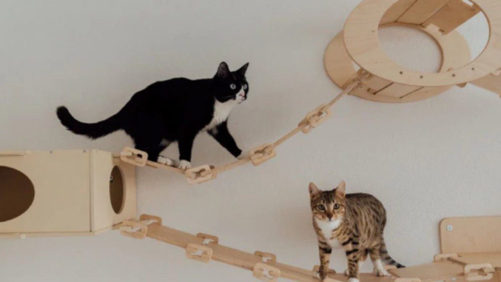 gatos brincando em um circuito de nichos e pontes na parede