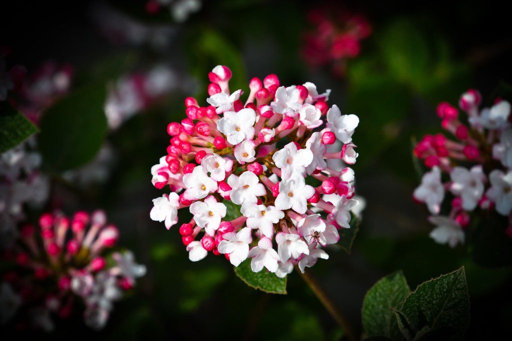 Planta para jardim viburnum tinus com pétalas brancas e rosa e um fundo escuro desfocado.