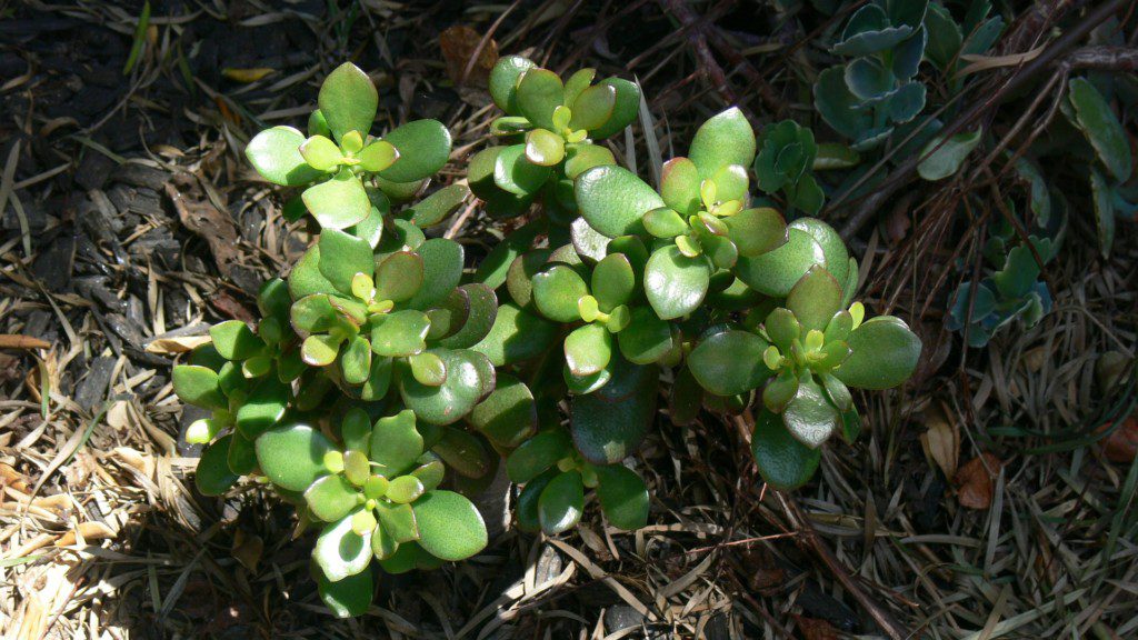 Imagem da planta Jade plantada diretamente no solo de um jardim. Na imagem é possível ver que a planta é pequena com folhagem verde.