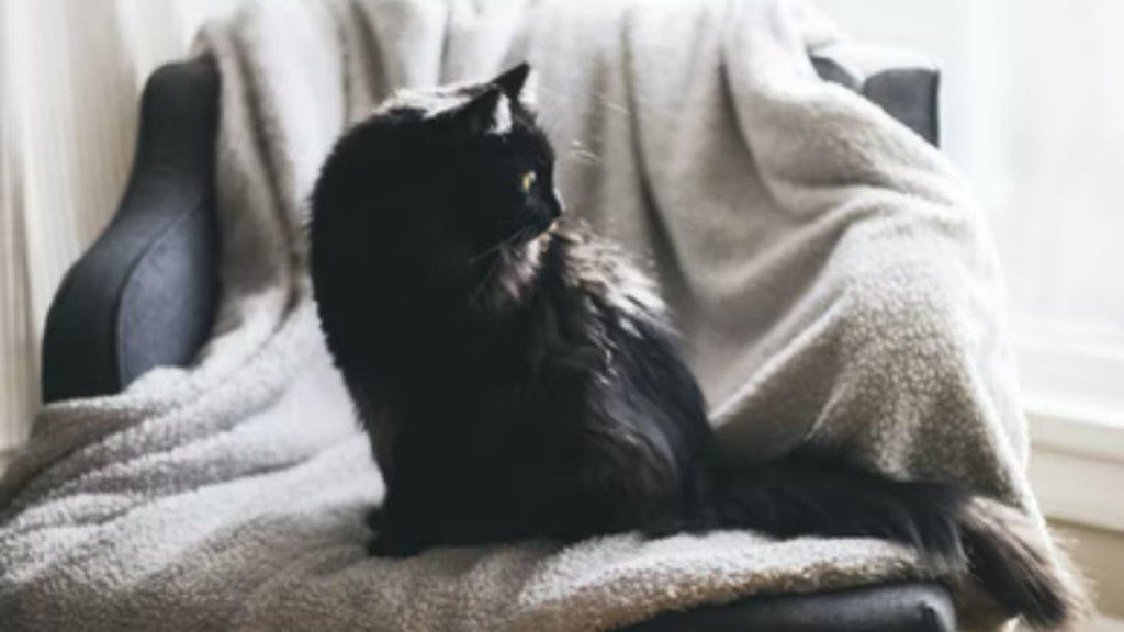 gato em cima de uma manta de microfibra no sofá