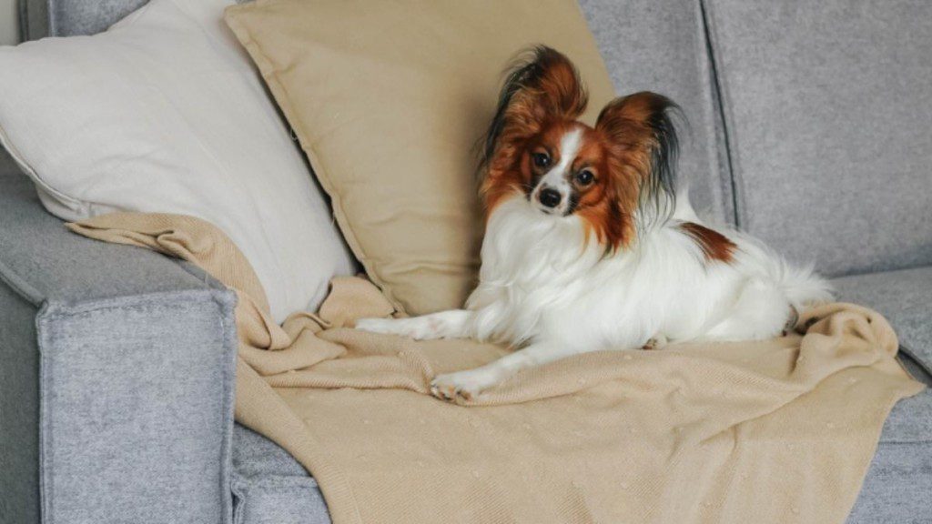 Cãozinho deitado em um sofá coberto com uma manta