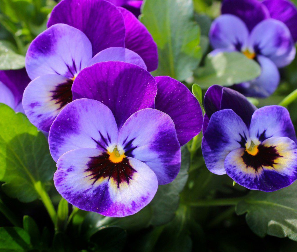 Imagem da planta amor-perfeito com pétalas violetas e o fundo desfocado.