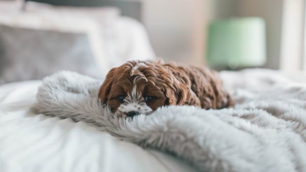 cachorro deitado em manta acima de uma cama