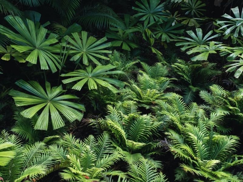 várias plantas verdes