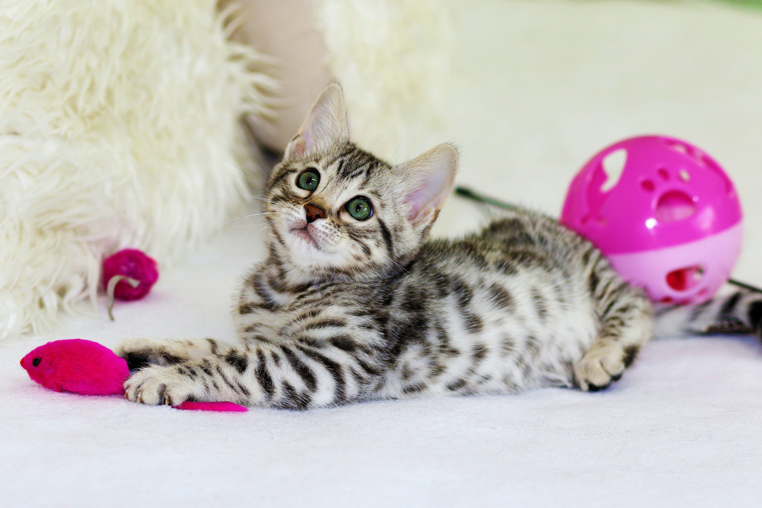 Imagem de um gatinho brincando com um ratinho de tecido, uma bolinha de pompom e um guizo.