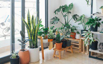 Imagem de diferentes espécies de plantas em vasos, paletes e armários decorando uma casa.