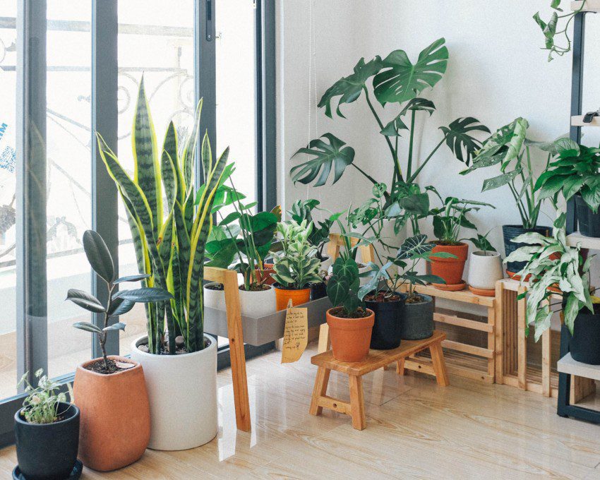 Imagem de diferentes espécies de plantas em vasos, paletes e armários decorando uma casa.
