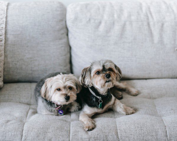 Imagem de dois cachorros peludos sentados em um sofá cinza com uma manta.