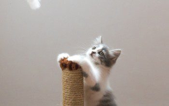 Imagem de um gatinho em pé no arranhador e olhando para uma varinha com um bichinho de tecido e penas pendurado.