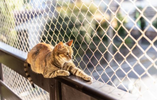 Imagem de um gato com uma tela de proteção para varanda.