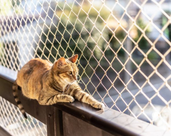Imagem de um gato com uma tela de proteção para varanda.