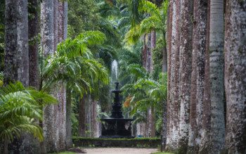 Foto que ilustra matéria sobre parques no Rio de Janeiro mostra a entrada do Jardim Botânico, com suas palmeiras imperiais nos cantos da imagem e um chafariz preto ao fundo.