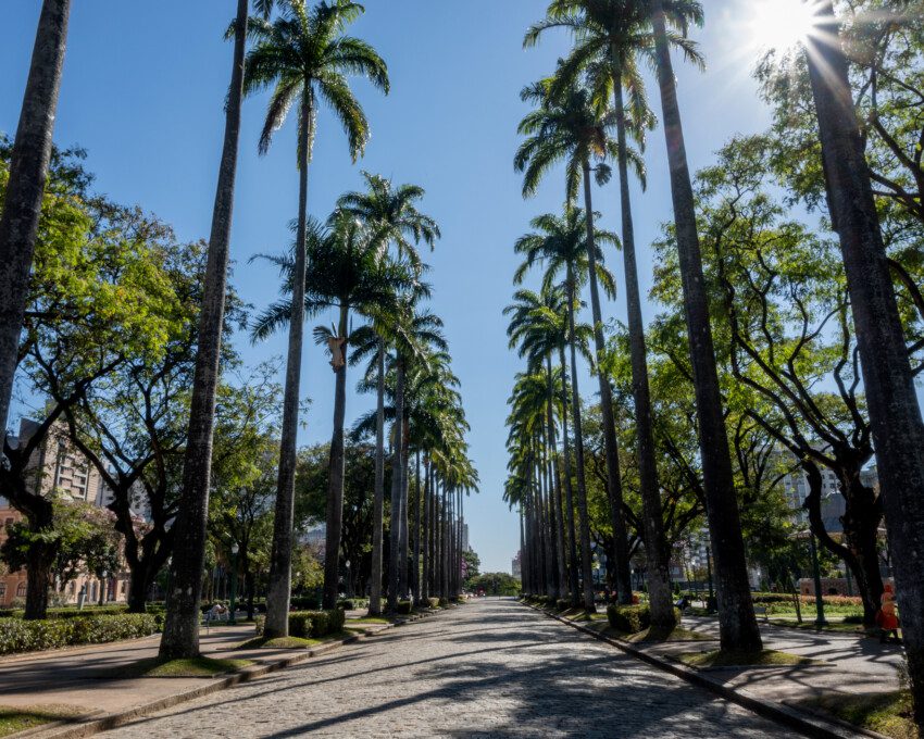 Foto que ilustra matéria sobre o que fazer em Belo Horizonte mostra os coqueiros da Praça da Liberdade