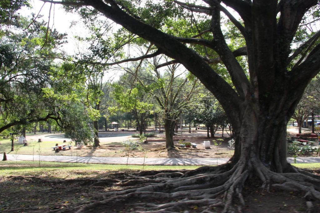 Foto que ilustra matéria sobre parques em Barueri mostra um tpedaço arborizado do Parque Ecológico do Tietê.