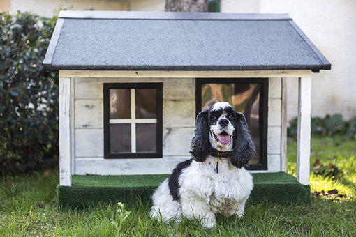 Imagem de uma casinha de cachorro de madeira cinza com telhado preto e um cachorro com pêlos branco e preto na frente da casinha