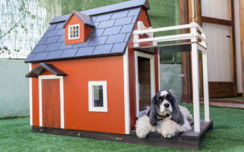 Imagem de uma casinha de cachorro madeira na cor de marrom terra e com telhado preto e um cachorro peludo com pêlos branco e preto