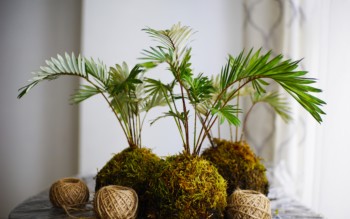Imagem de três plantas com a técnica de Kokedama sobre uma mesa.