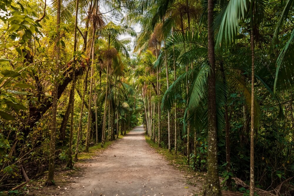 Foto que ilustra matéria sobre os parques em Florianópolis mostra um caminho de terra cercado de árvores no Parque Ecológico do Córrego Grande