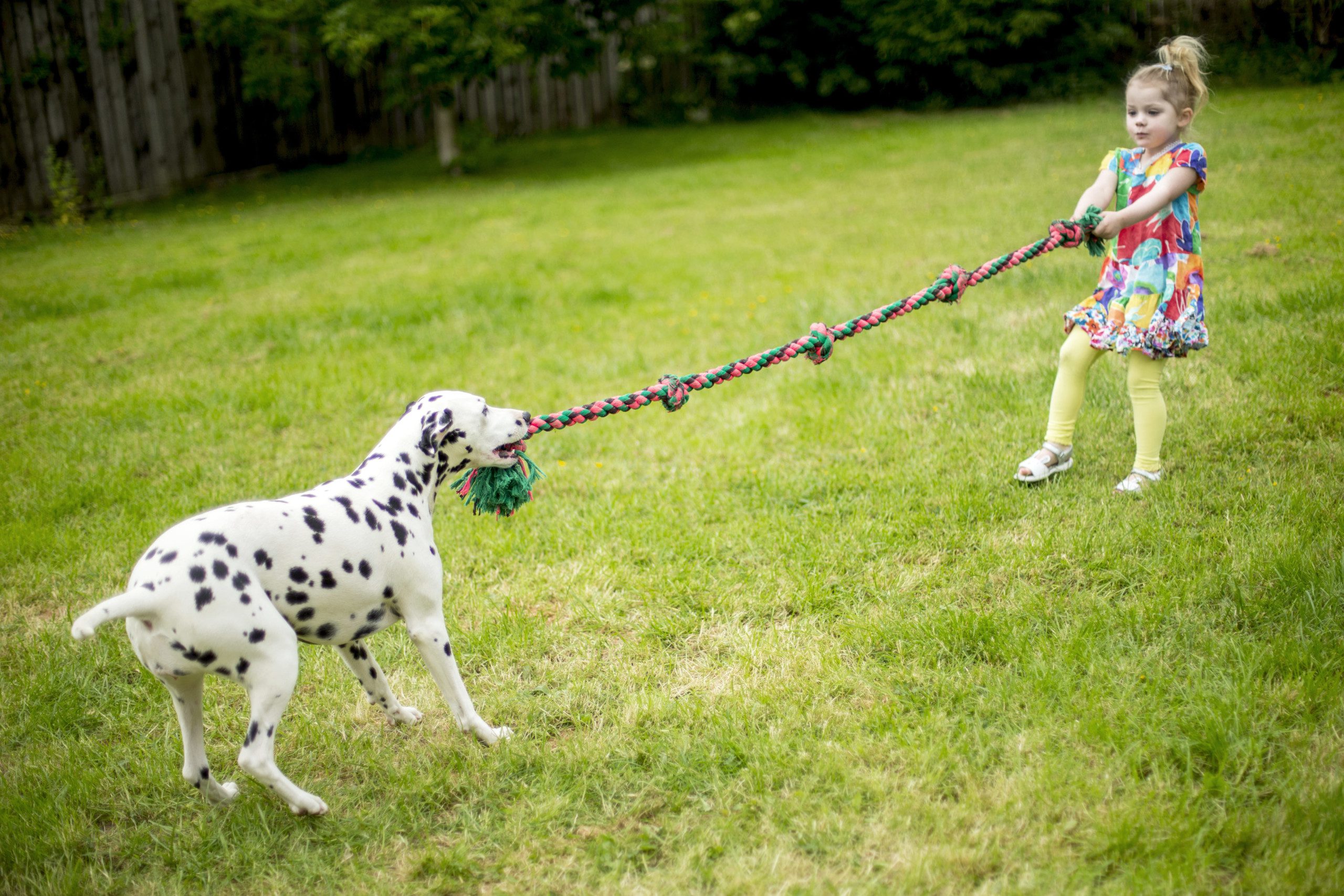 Imagem de uma menina brincando de puxar corda com um cachorro da raça Dálmata.