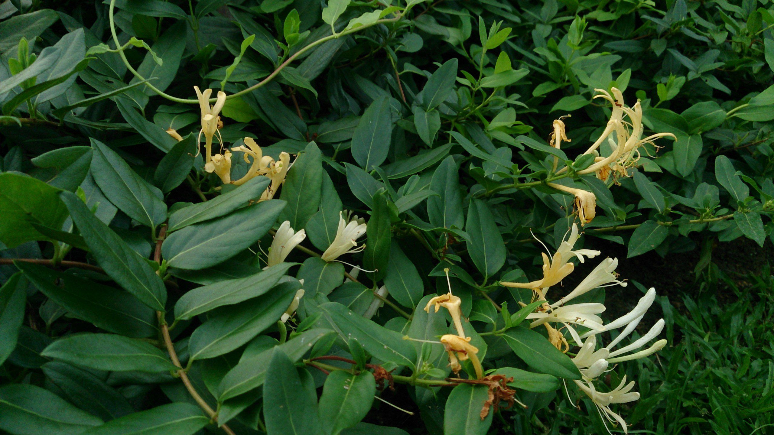 Imagem de uma planta Madressilva em um jardim